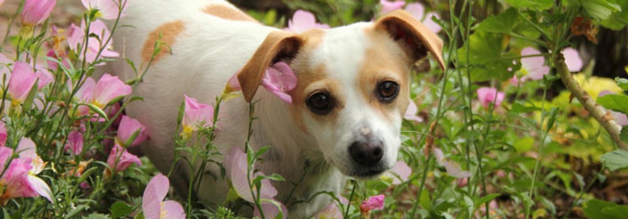 Erkundungsfreudige Hunde entdecken in einem wilden Naturgarten immer wieder Neues.