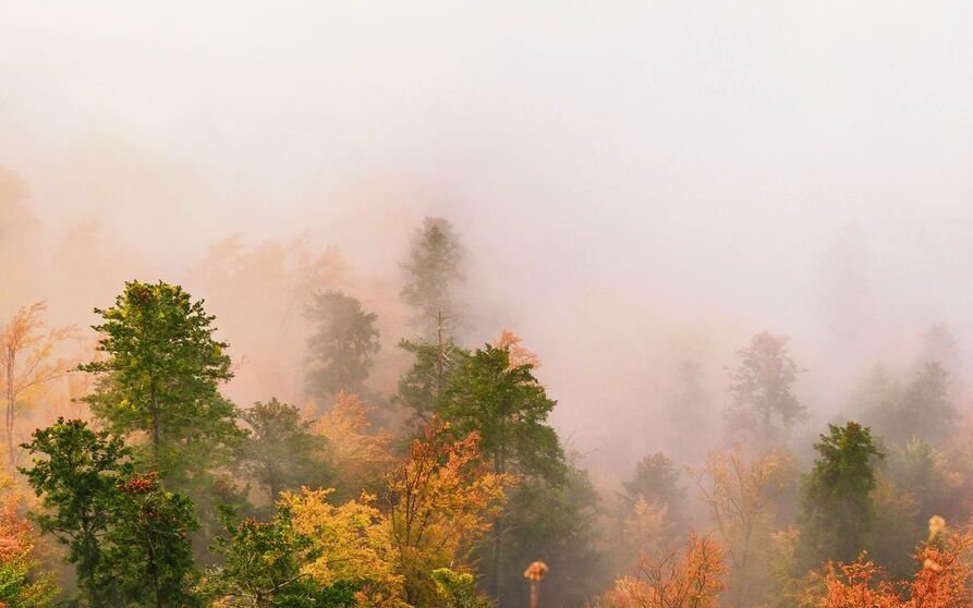 Auch Nebel kann ein Indikator für hohe Feinstaubemissionen sein.
