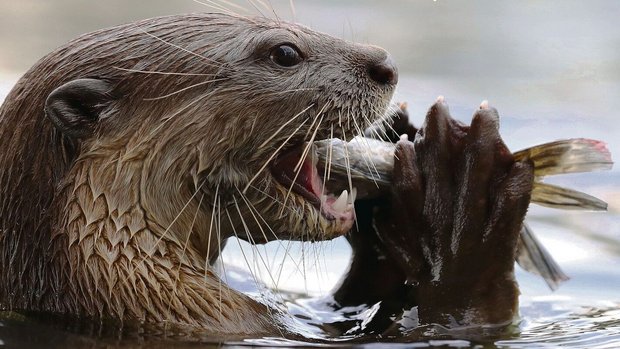 Fischotter sind auf Gewässer mit ausgreichendem Fisch-bestand angewiesen.