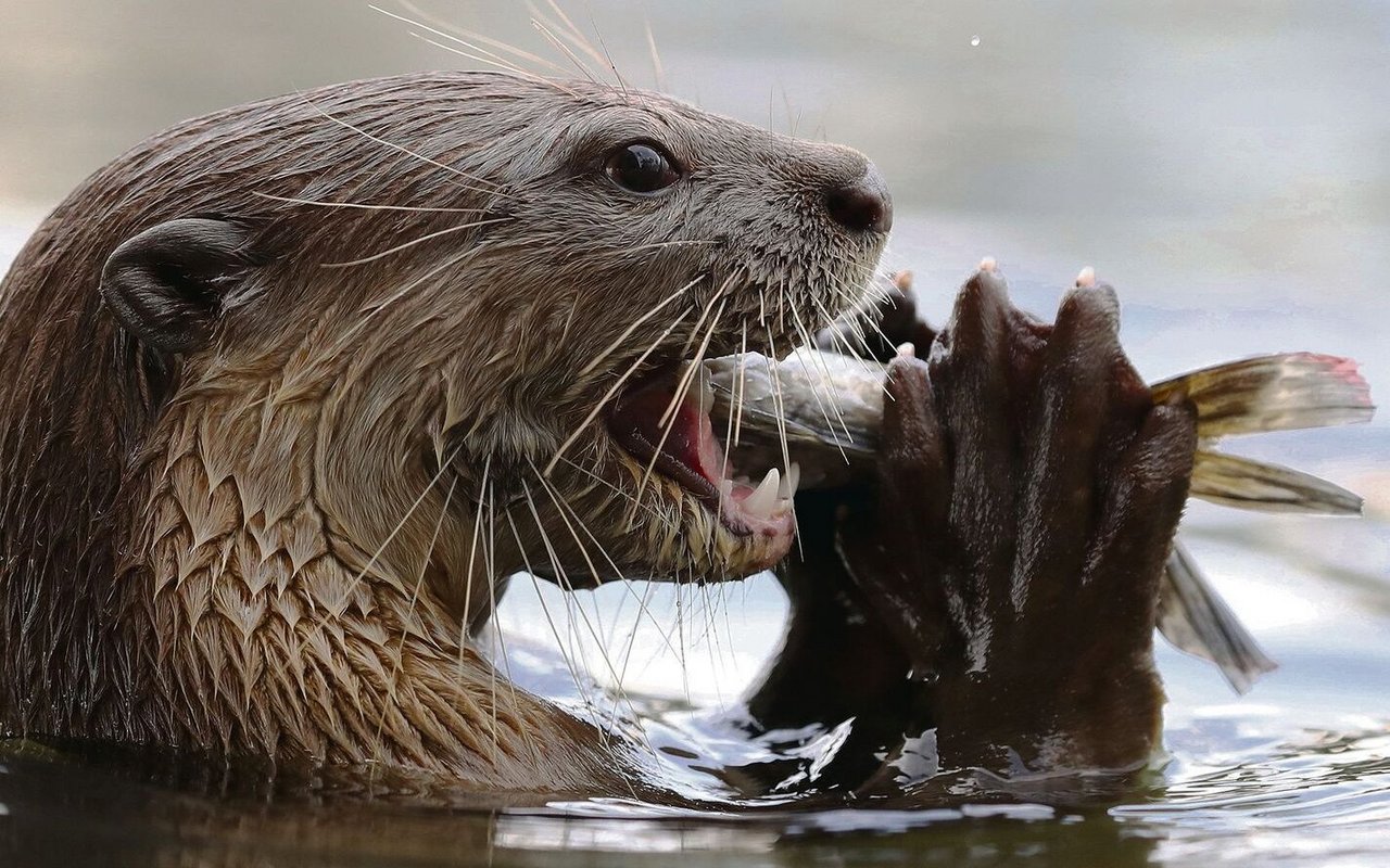 Fischotter sind auf Gewässer mit ausgreichendem Fischbestand angewiesen.