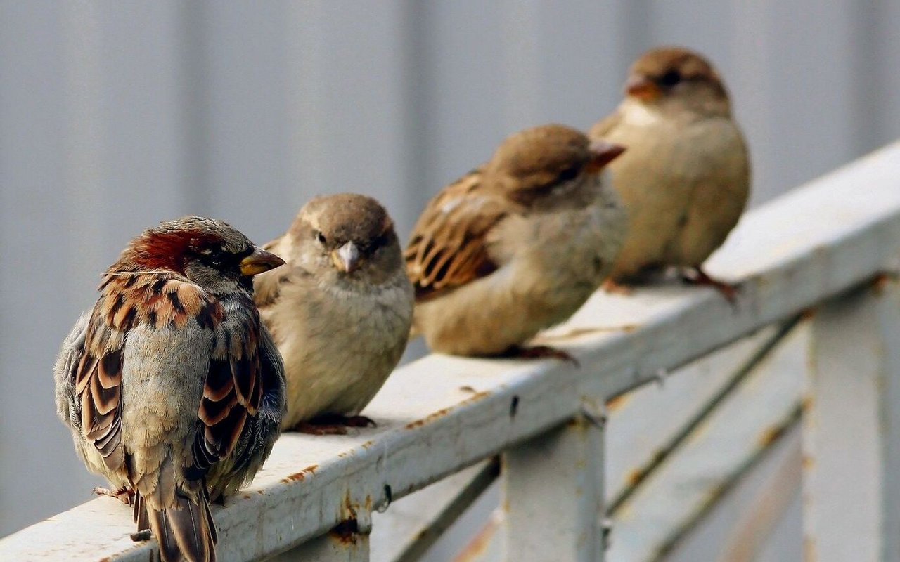 Früher wurde der Spatz oft gejagt. Heute weiss man um seinen Wert.