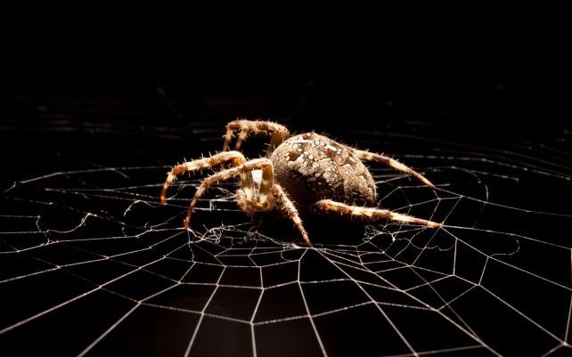 Die Spinne weiss, welche ihrer Fäden klebrig sind und welche nicht.