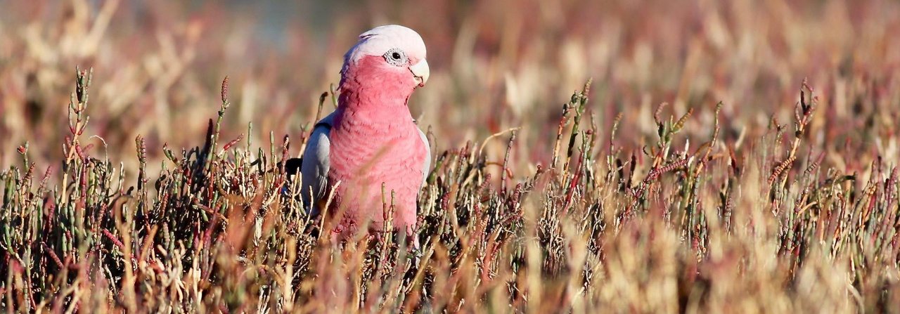 Wie die Farben der australischen Vegetation: Rosakakdus sind auf dem Kontinent sehr verbreitet.