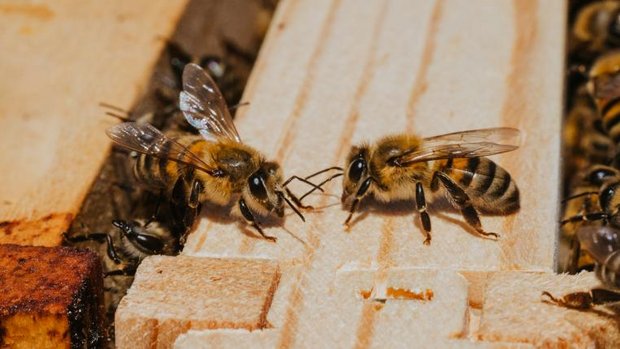 Bienen am Bienenstock