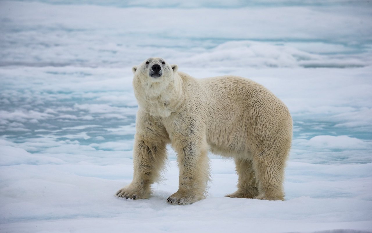 Symbolbild: Ein Eisbär schnuppert die frische Luft. 