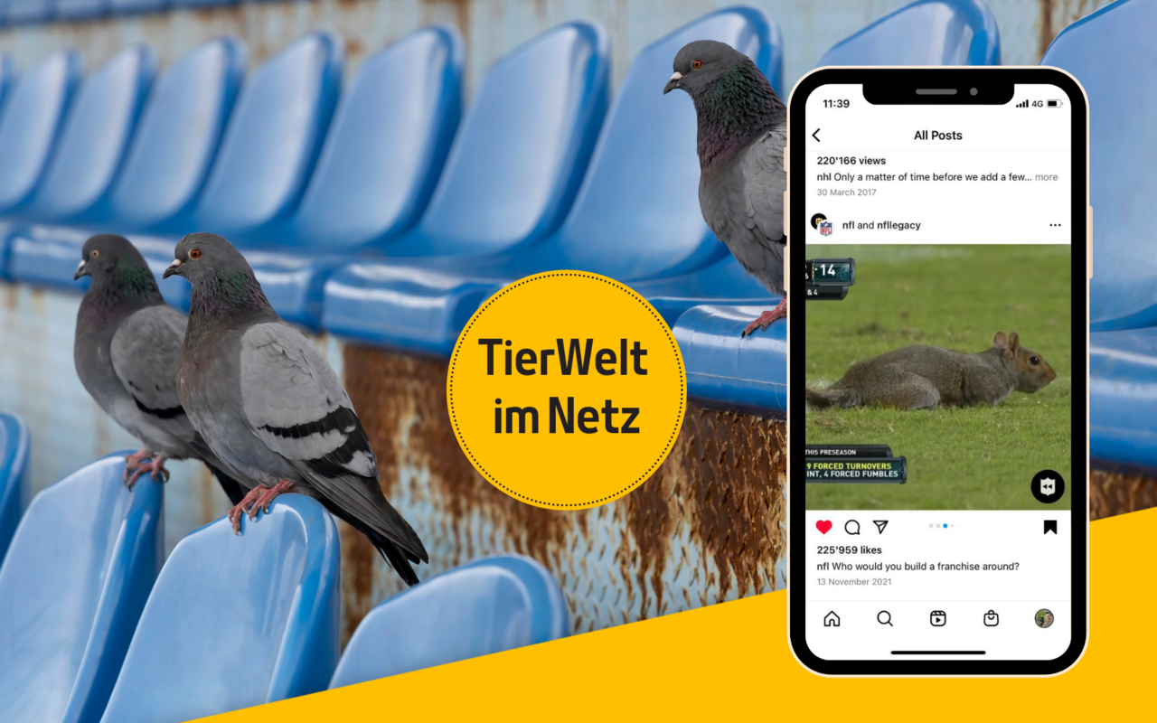 Anstatt auf der Tribüne machen es sich gewisse Vögel auch auf dem Platz gemütlich.