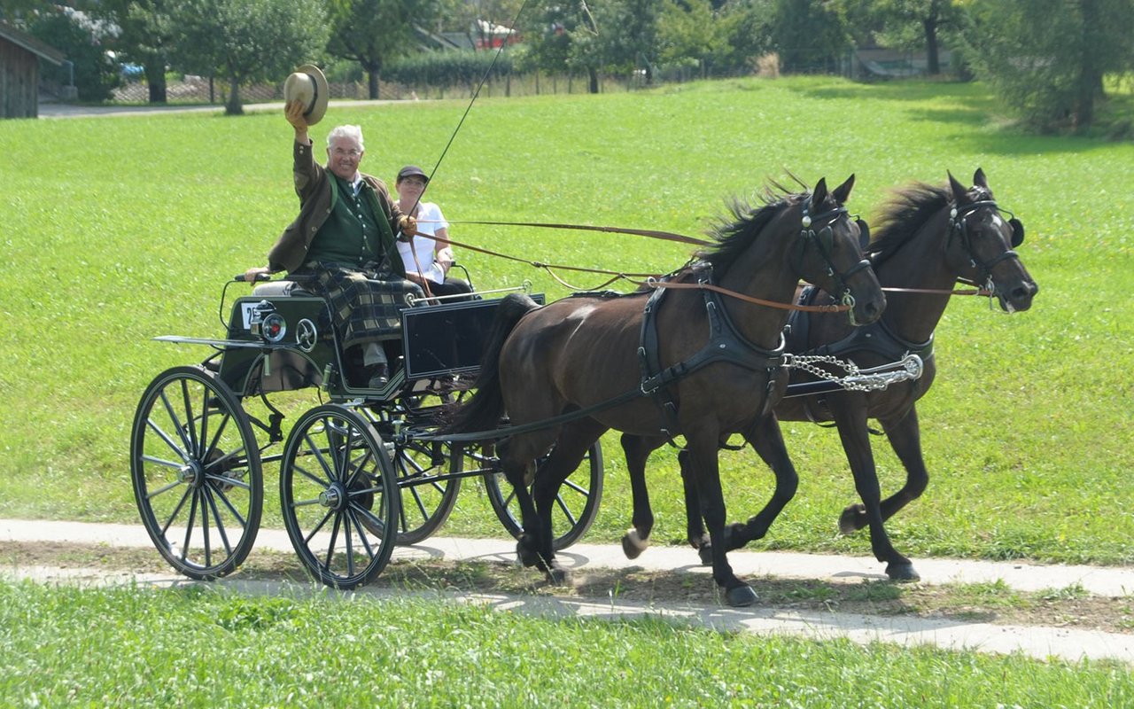 Rottaler eigenen sich hervorragend als Fahrpferde.