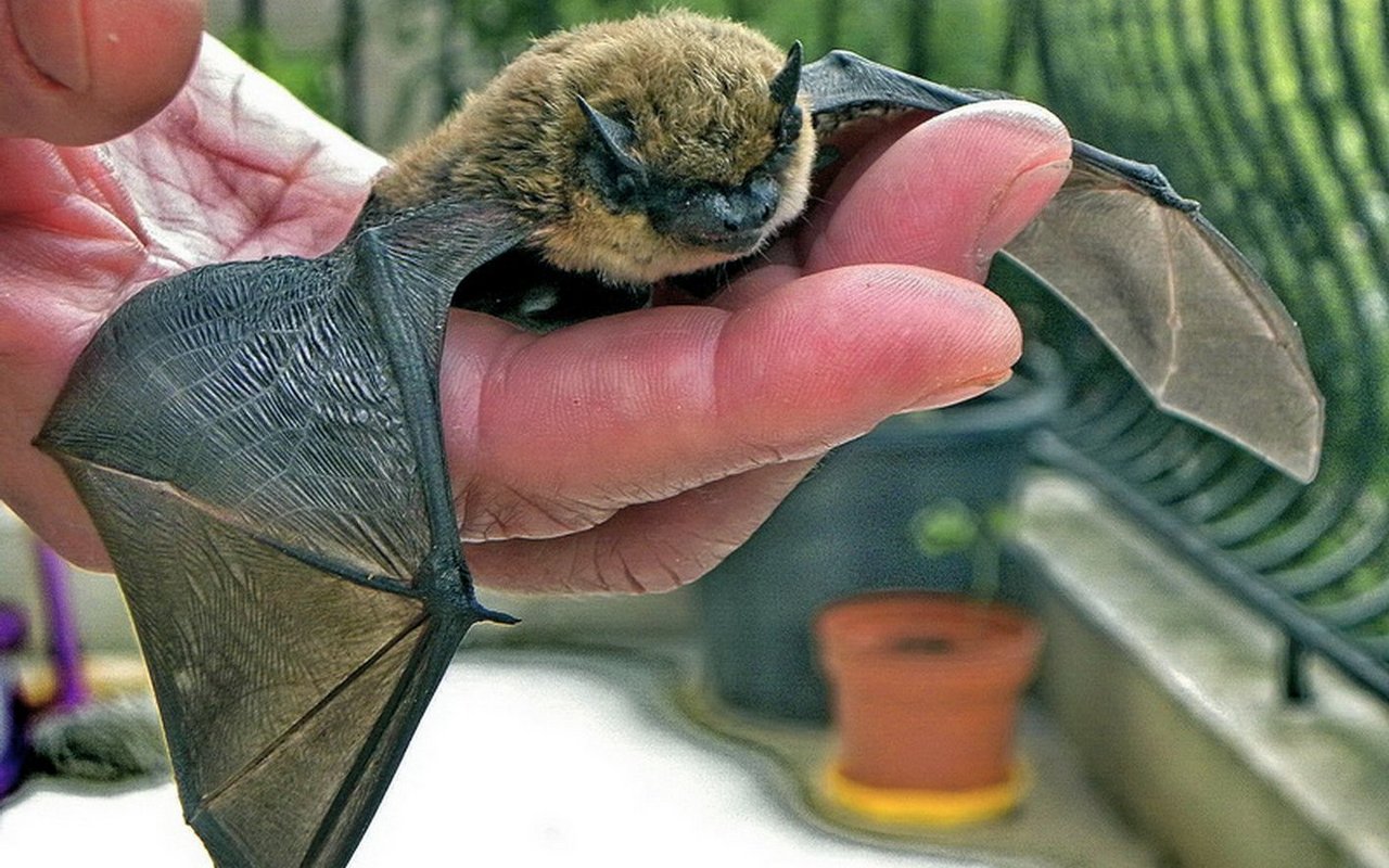 Alpenfledermäuse kamen bisher in der Schweiz vor allem im Tessin und in Wallis vor.