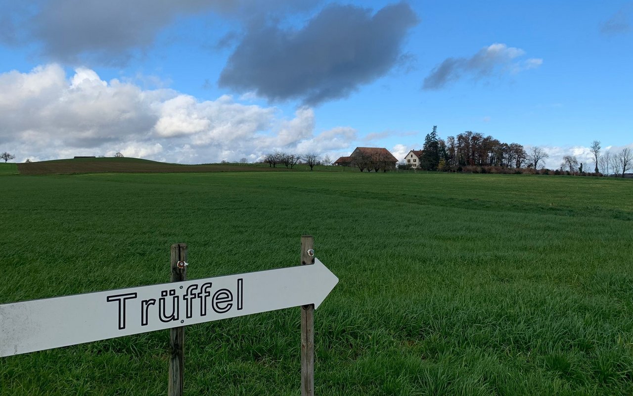 Im Thurgau baut Jürg Truninger auf seinem Hof Trüffel an.