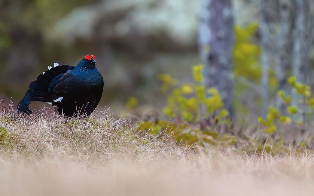 Das Birkhuhn profitiert stark von Waldweiden. 