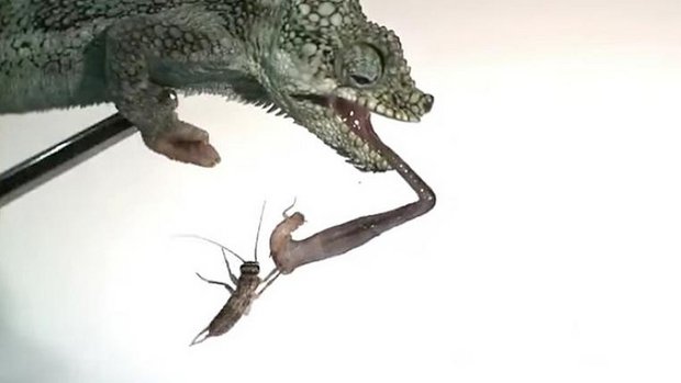 Chamäelon fährt Zunge aus