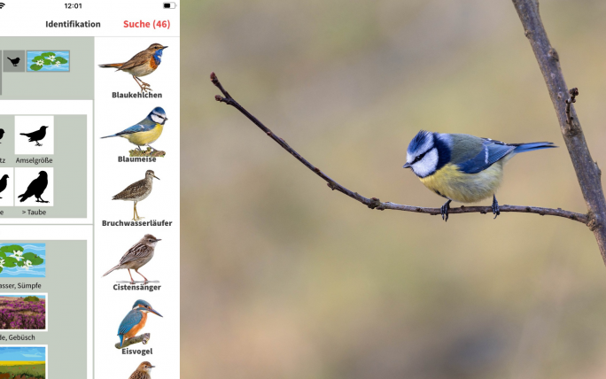 Vogel gesehen – und schnell bestimmt: Die App von BirdLife ist leicht zu bedienen.