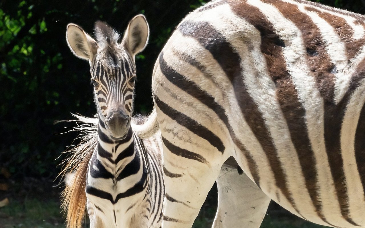 Auch für die Kamera posieren kann das Zebra-Fohlen ohne Probleme. 