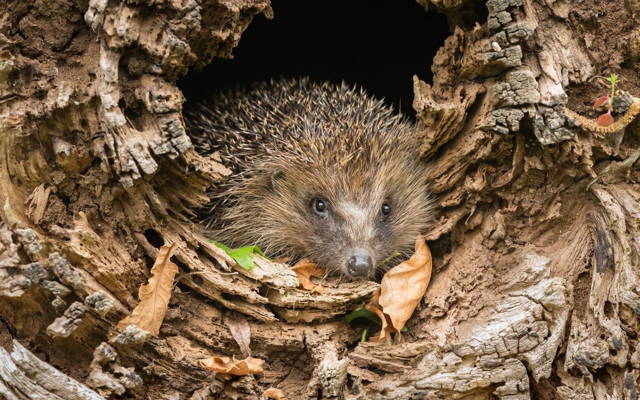 Igel verstecken sich gerne in Holzstapeln, was am 1. August zur tödlichen Gefahr wird.