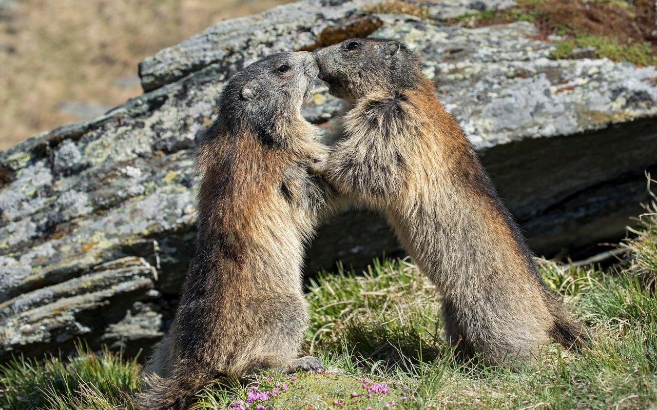 Murmeltiere leben in Familienverbänden. 