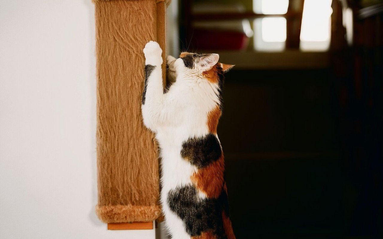 Wichtig für den Stubentiger ist ein katzenfreundliches Zuhause, mit vielen Kletter- und Spielmöglichkeiten.