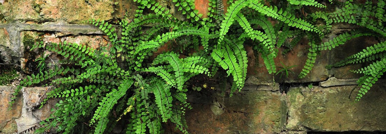 Asplenium trichomanes