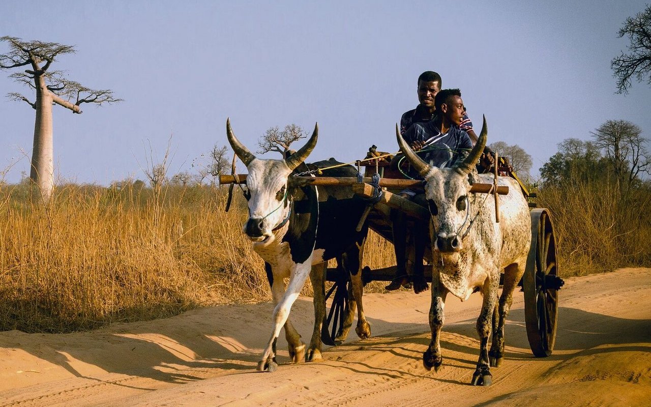 In Madagaskar gehören Zebus mehr als nur zum Alltag, sie sind das Wahrzeichen des afrikanischen Inselstaates.