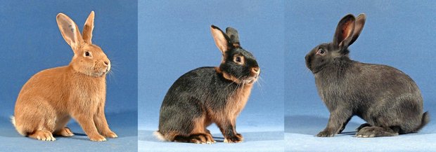 Verschiedene Farbschläge bei Kaninchen