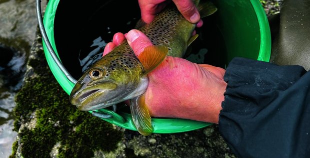 Mit Hilfe der Steuerung können die Fischer die richtige Spannung einstellen. Das elektrische Feld lässt die Fische in Richtung der Anode, des Pluspols, schwimmen. Hier kann man sie einfach mit Kescher und Eimer einfangen.