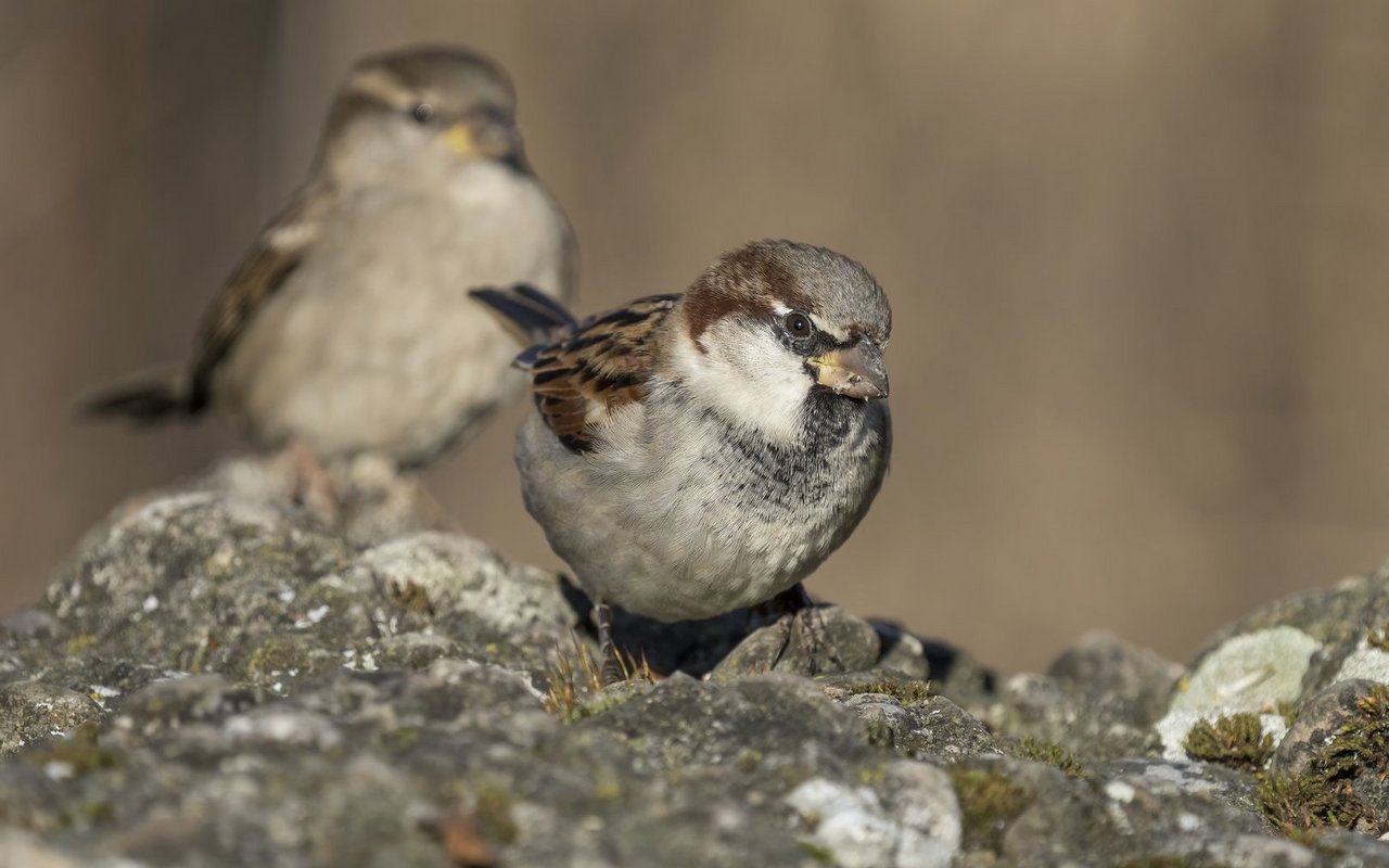 Ein Altvertrauter: Der Haussperling ist eine von vier Sperlingsarten der Schweiz. 
