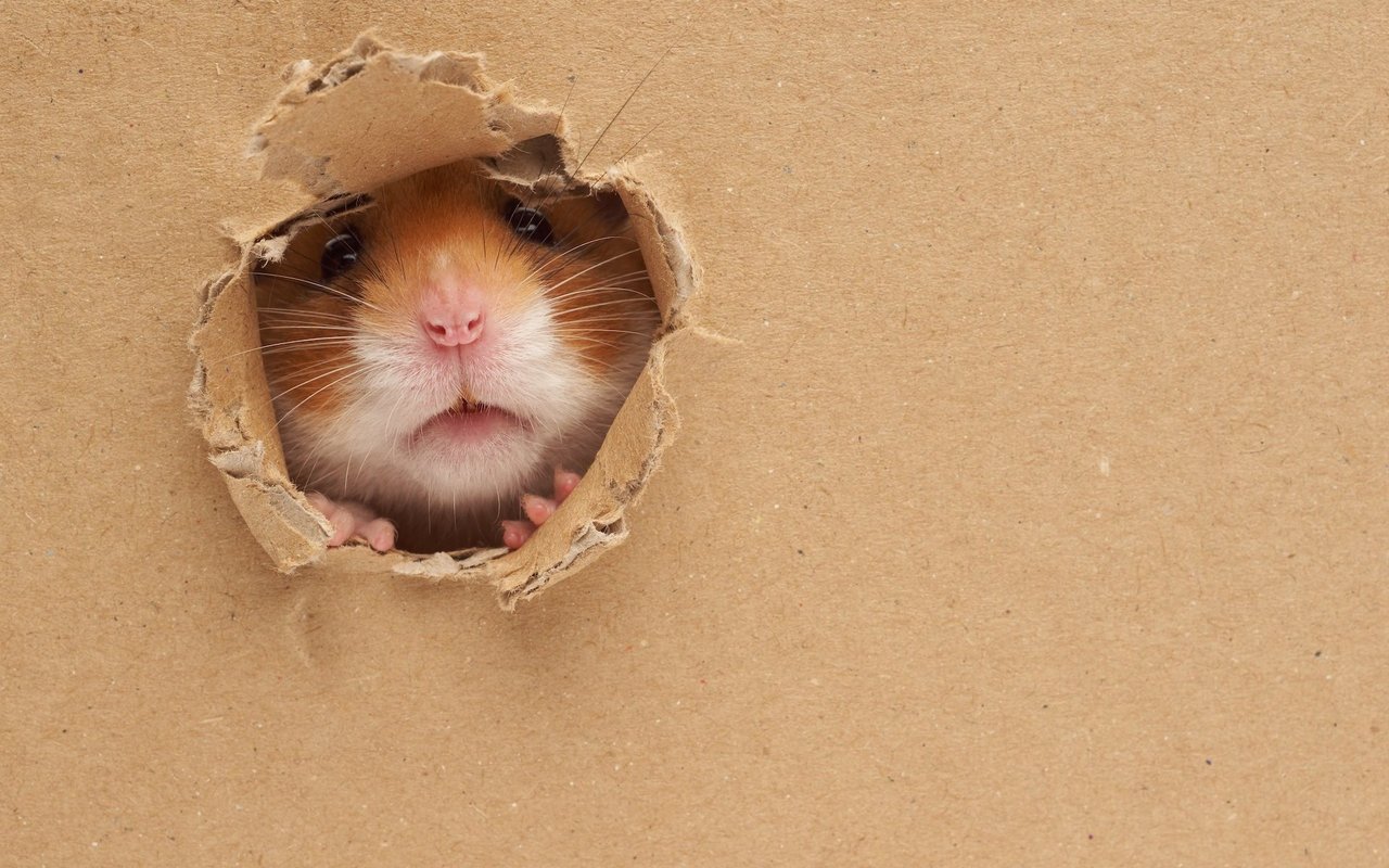 Goldhamster sind neugierige Tiere, stellen aber hohe Ansprüche an eine artgerechte Haltung.