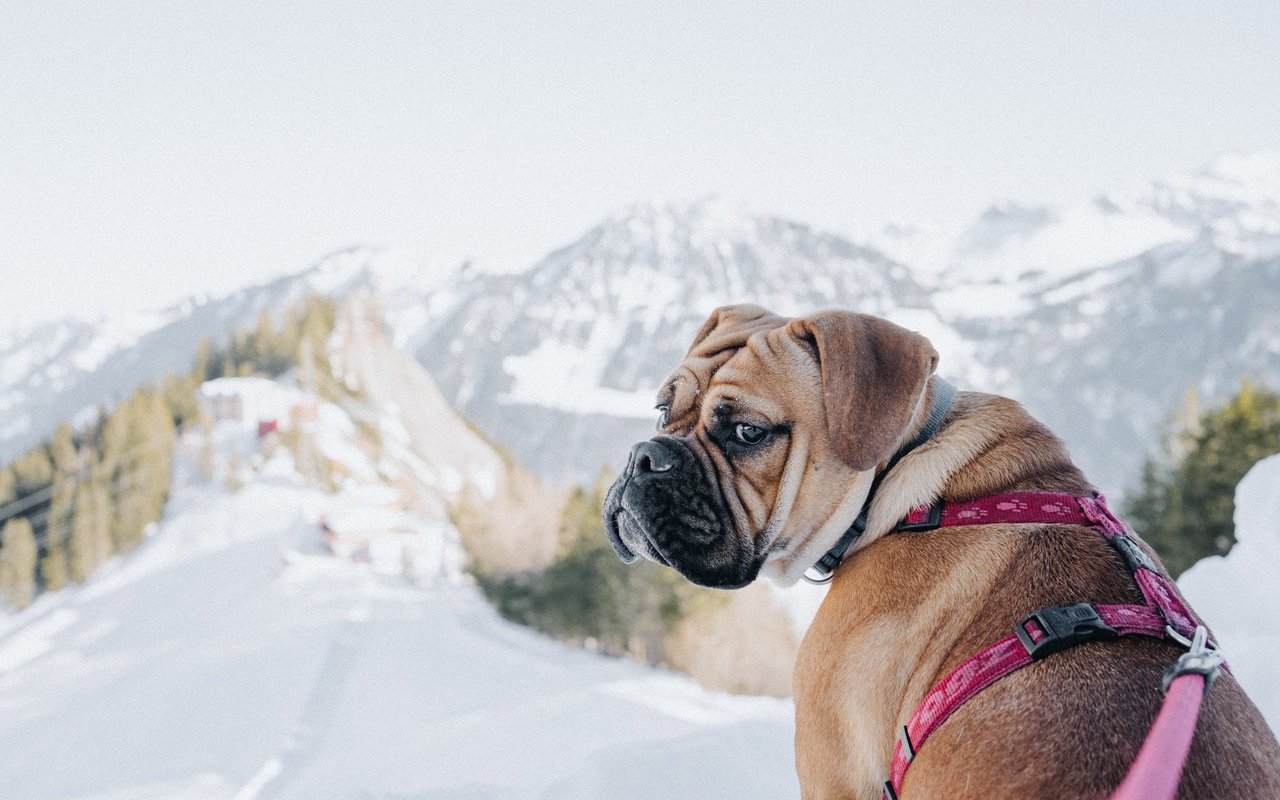 Winterwanderungen können sehr schön sein, insbesondere mit seinem liebsten Vierbeiner. Die Hündin auf dem Bild ist Frau Maier, eine Continental Bulldog und wird im Frühling 2023 2 Jahre alt.