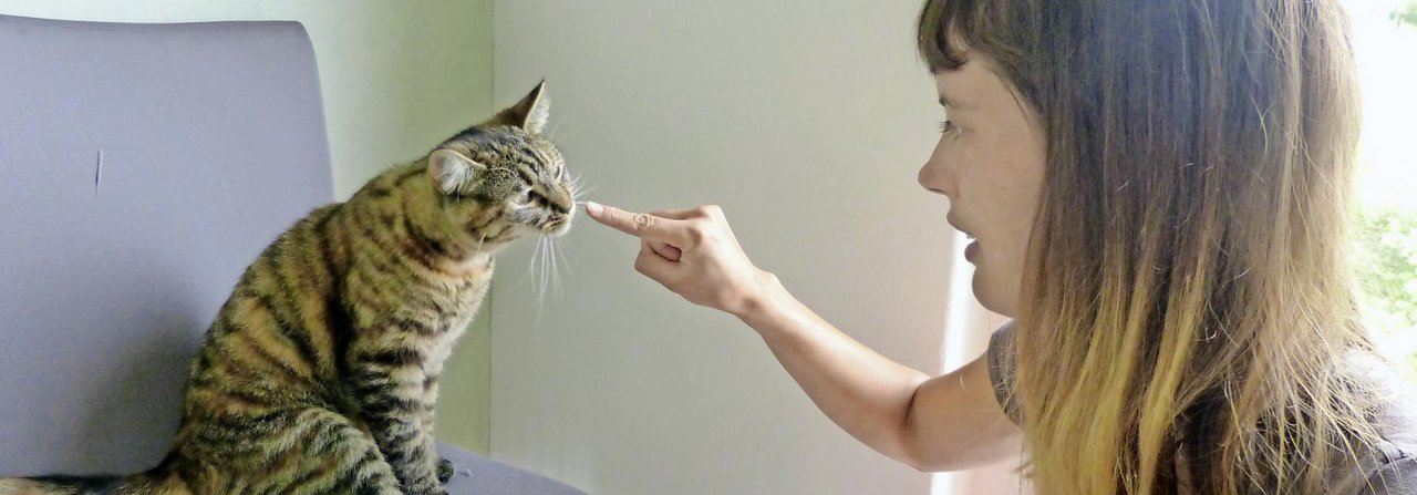 Der «Fingertouch» ist eine einfache Übung mit für den Anfang. Dabei lernt die Katze, mit der Nase den Finger der Trainerin zu berühren.