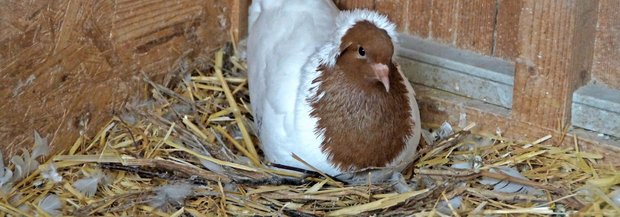 Taube brütet am Boden