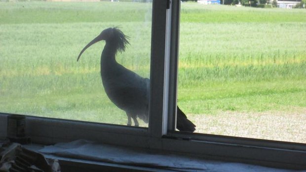 Waldrapp am offenen Fenster