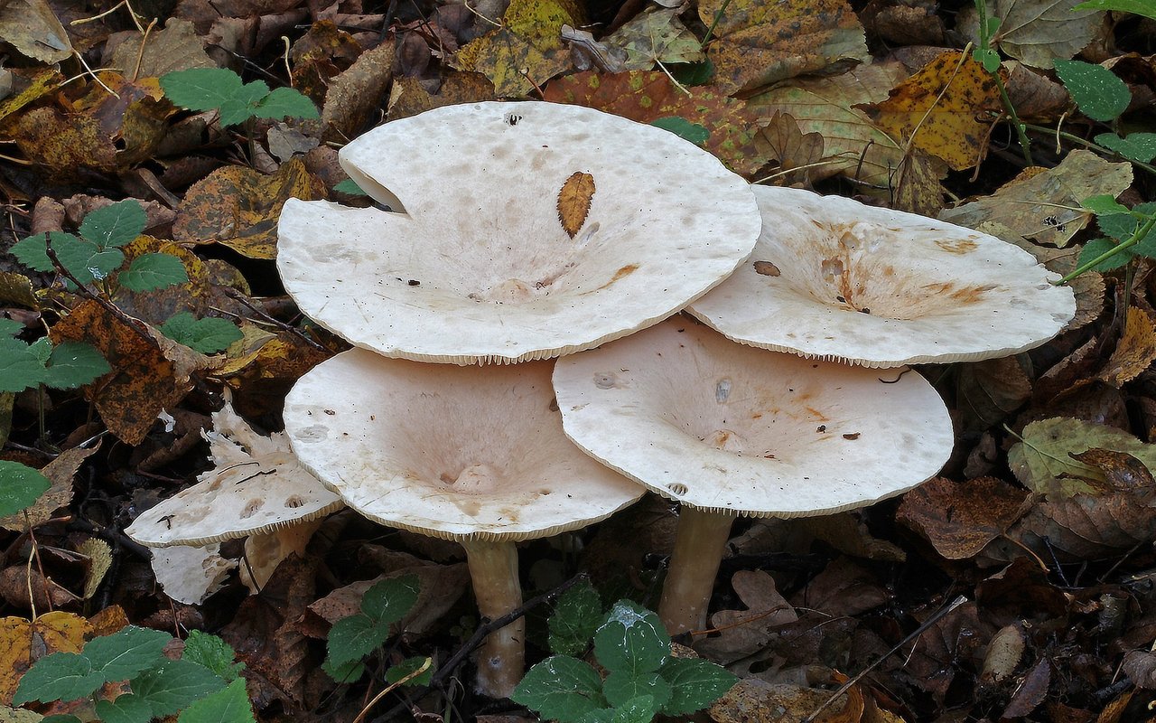 Im Moment ist noch der Speisepilz Mönchskopf (Infundibulicybe geotropa) zu finden. 