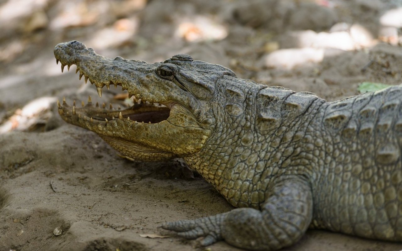 Von einem Krokodil, das monatelang ohne Wasser auskommt, kann man noch was lernen.