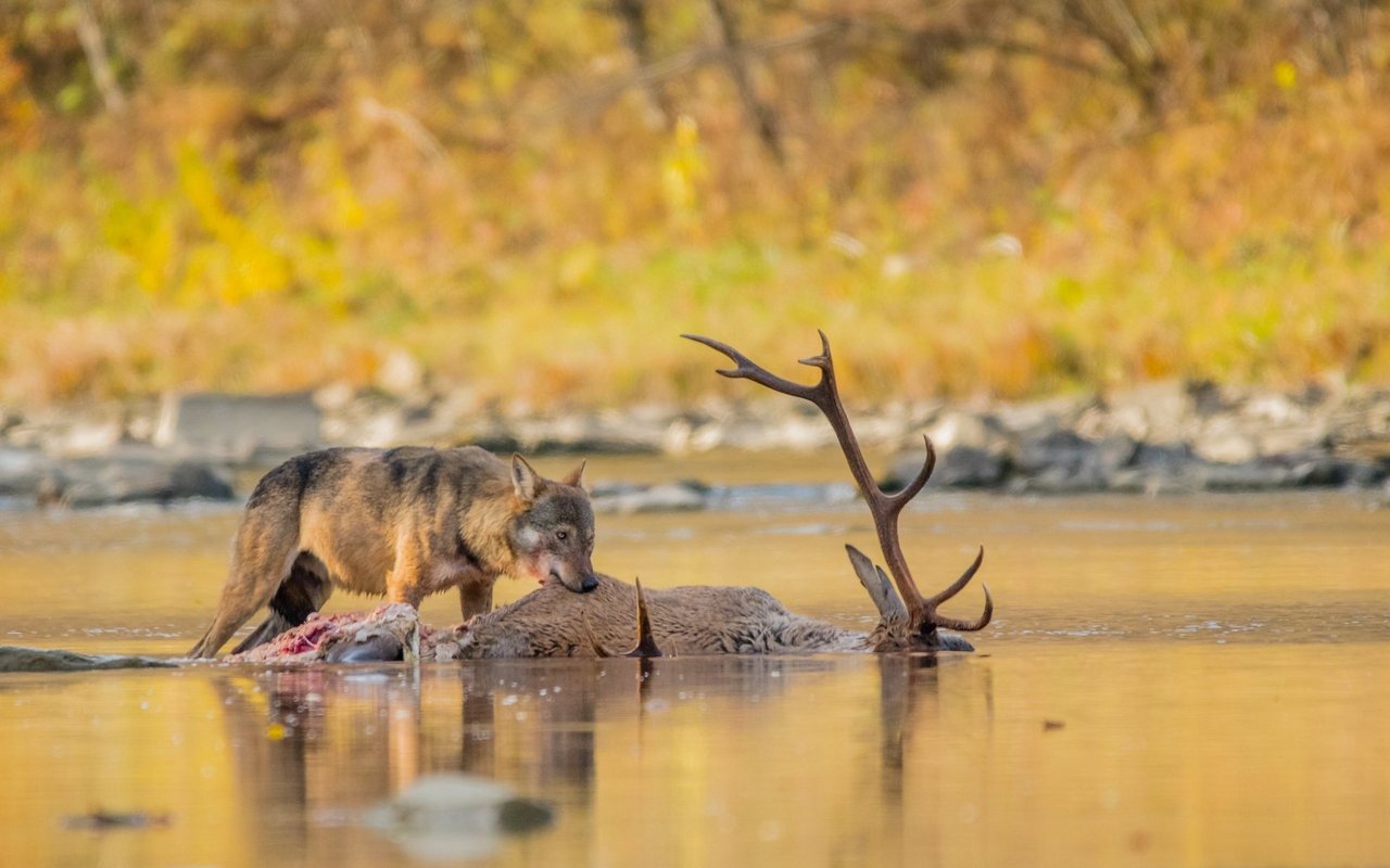 Die positiven Folgen des Wolfes: Er hält die Hirschpopulation im Zaum.