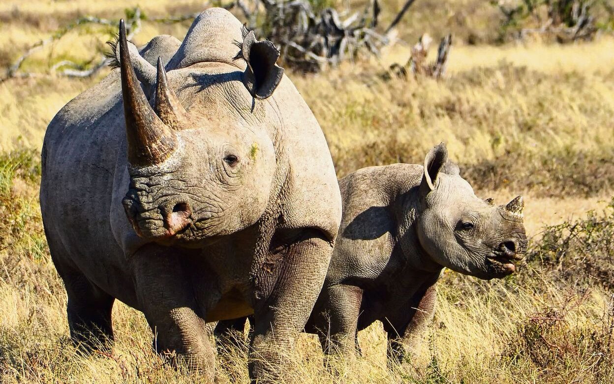 Ein Spitzmaulnashorn mit Jungem in der Savanne.