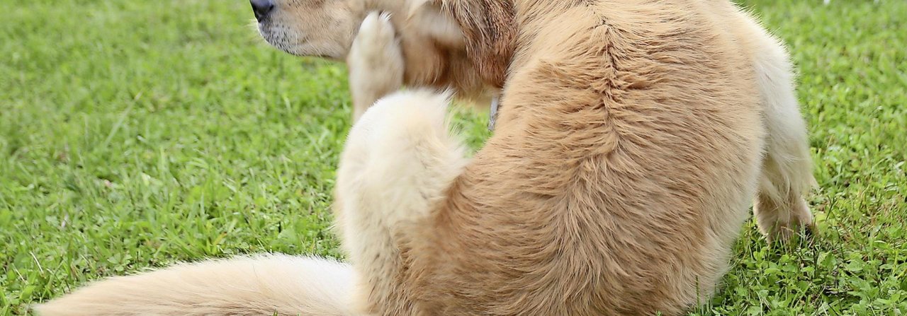 Kratzt sich der Hund ständig, könnte er an einer Allergie leiden.