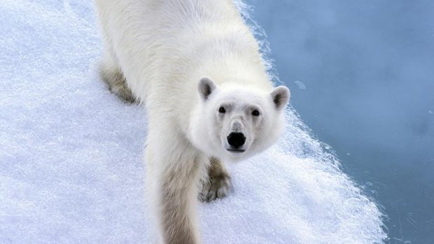 Eisbär am Nordpol