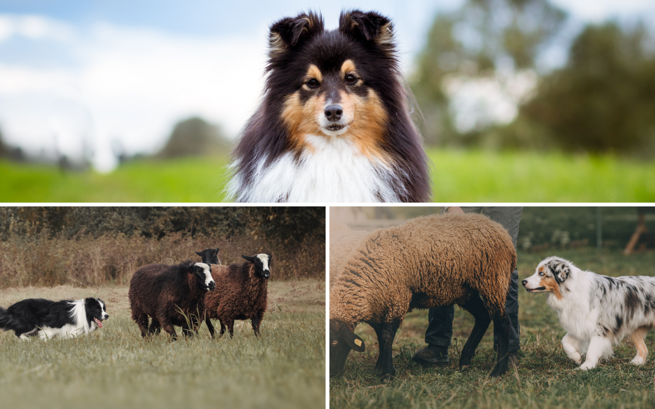 Traditionell wurden Hütehunde als Nutztiere für einen bestimmten Zweck gezüchtet.