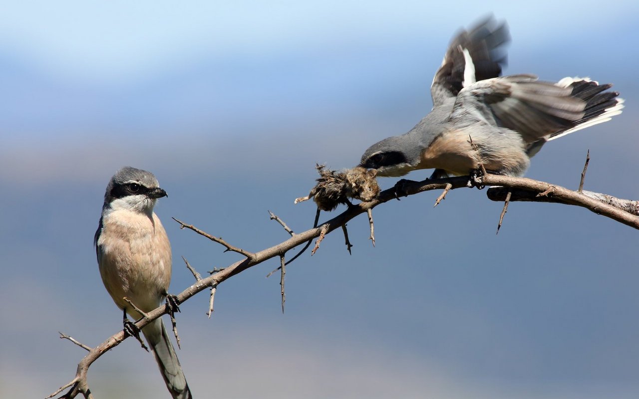 Raubwürger sind Wintergäste am Pfäffikersee. Er ist in der Schweiz als Brutvogel ausgestorben. Beutetiere wie Insekten oder Kleinnager werden von ihm auf spitzen Dornen aufgespiesst.