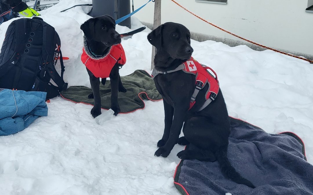 Lawinenhunde müssen das Gelernte immer wieder auffrischen, um jederzeit einsatzbereit zu sein.
