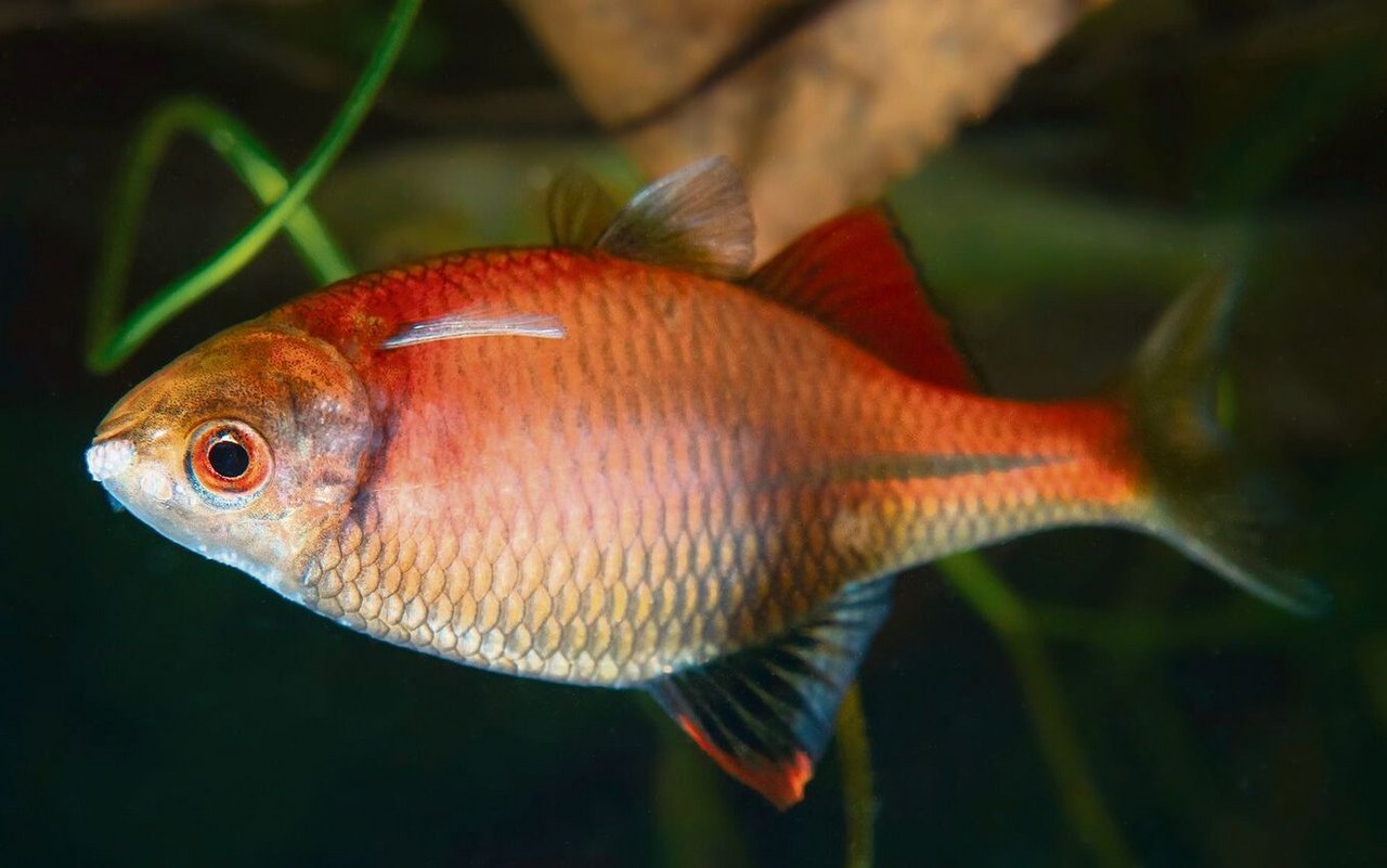 Der Bitterling ist ein kleiner einheimischer Fisch der in Symbiose mit der Grossen Teichmuschel lebt.
