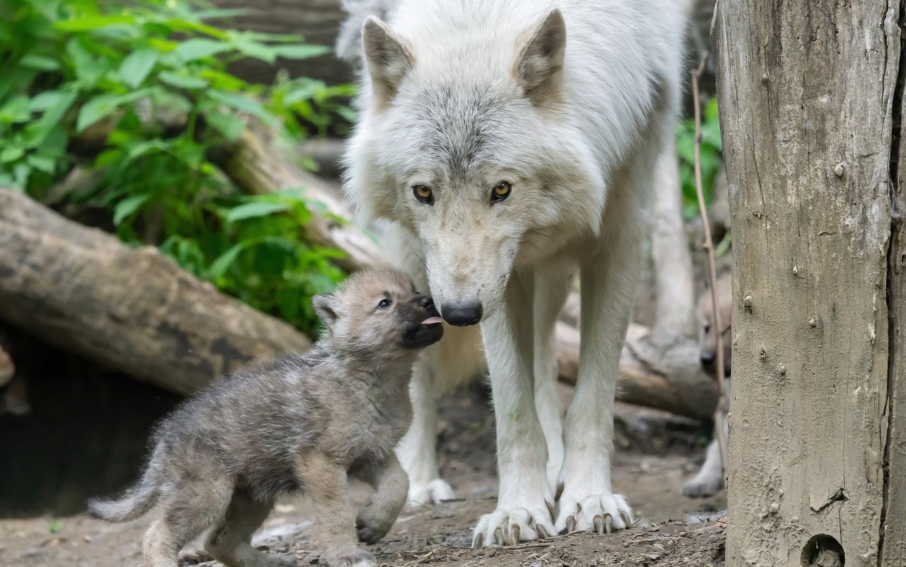 Die Wolf-Mutter hat so einiges zu tun. 