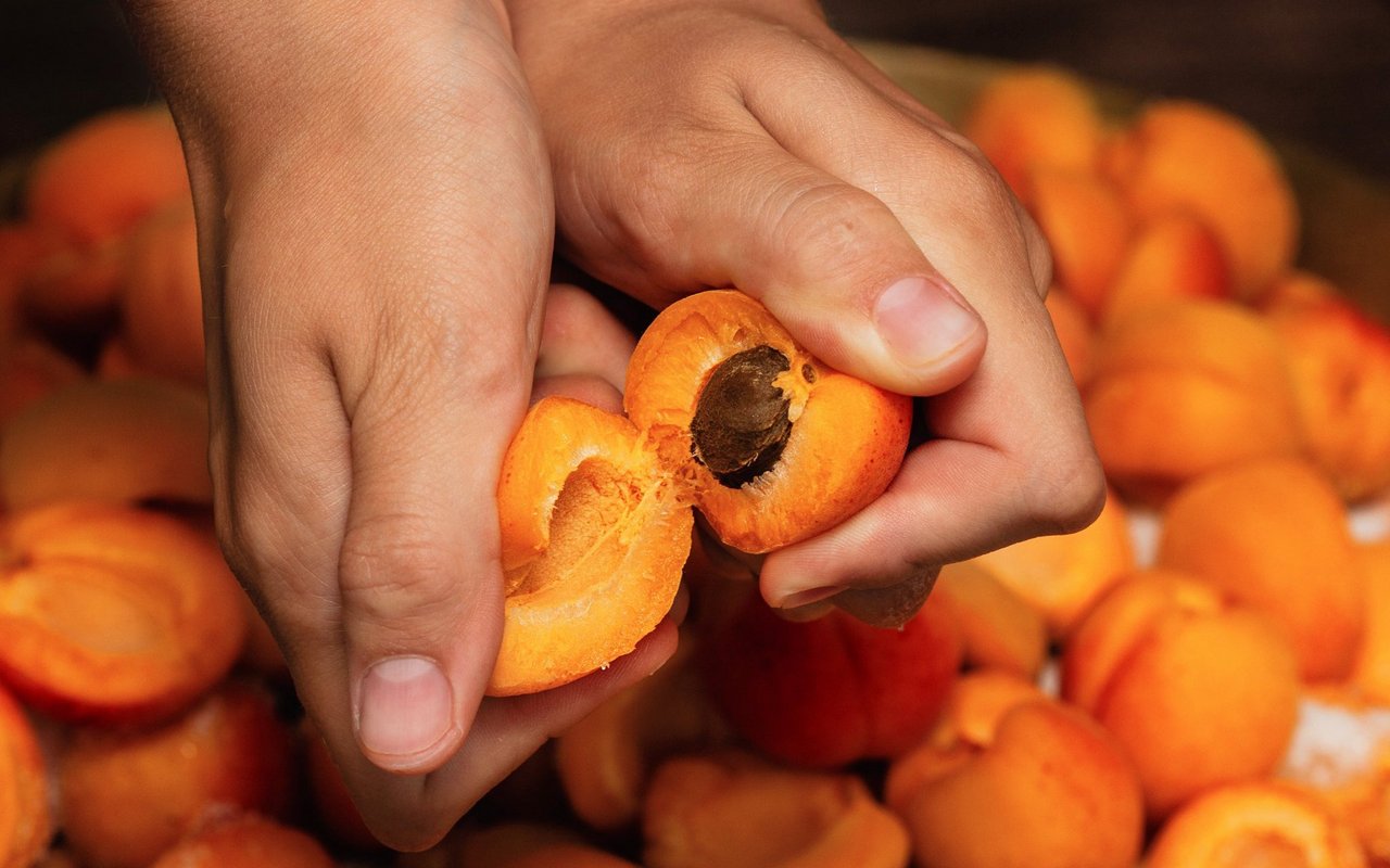 Obstkerne sind für den Darm der Hunde gefährlich. 