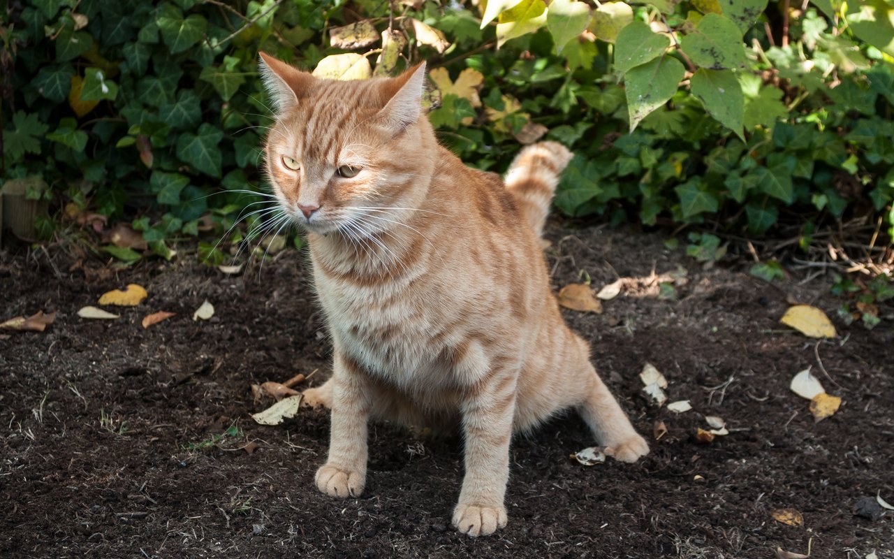Der Garten ist für Katzen oft ein beliebter Ort, um ihr Geschäft zu verrichten. 