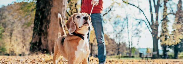 Hund zerrt an Leine