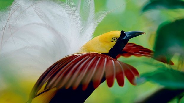 Die Balz des Grossen Paradiesvogels findet am frühen Morgen in Baumkronen statt.