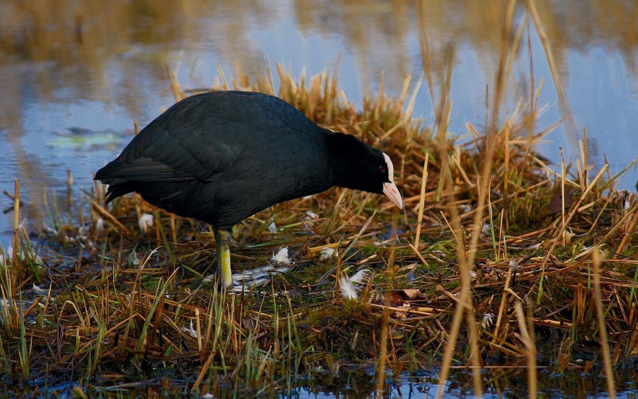 Das Blässhuhn am Chatzentobelweiher lässt sich nicht aus der Ruhe bringen.