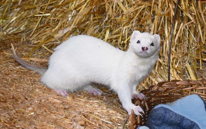 Nur wer sich mit den agilen Tierchen auskennt, darf sie auch halten.