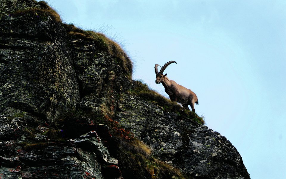 Steinböcke gehören zu den Wahrzeichen des Schweizerischen Nationalparks.