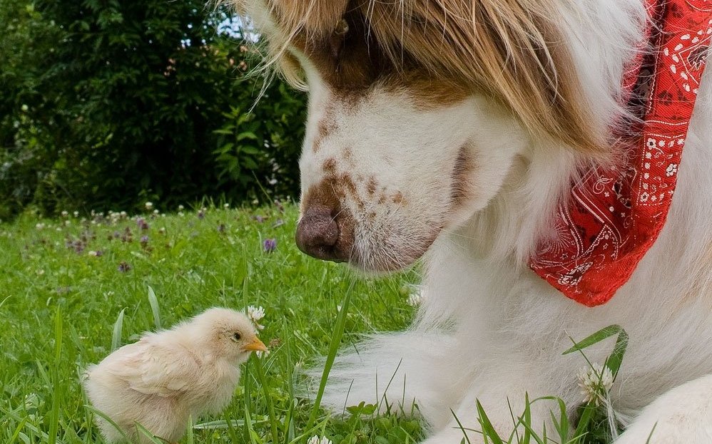 Larry mit seinem anvertrauten Küken