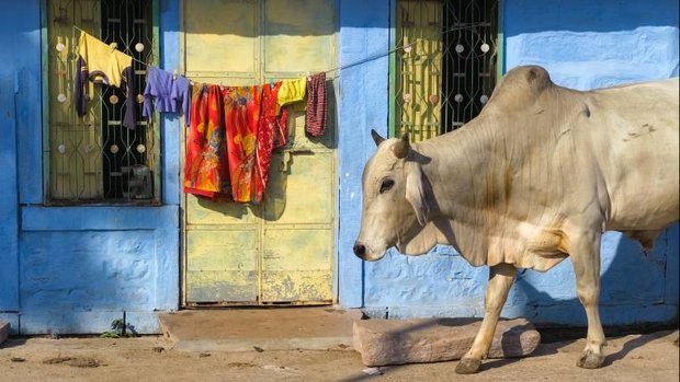Kuh in Indien vor blauem Haus